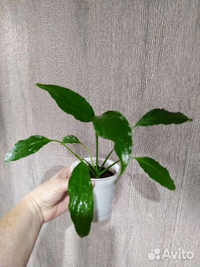 Каллизия Бьянка. Спатифиллум. Традесканция