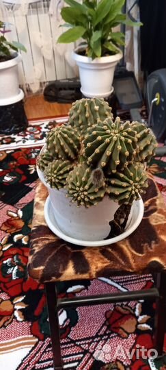 Кактус разные сорта