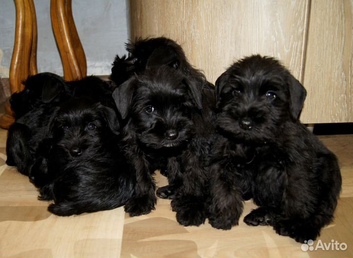 Цвергшнауцер малыш