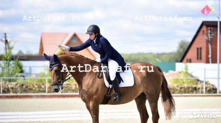 Тренировки по конному спорту