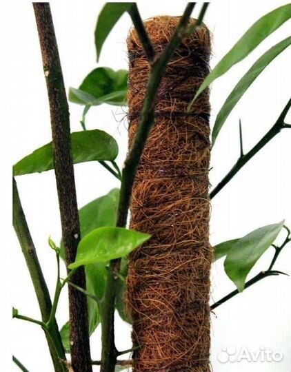 Кокосовая опора для растений