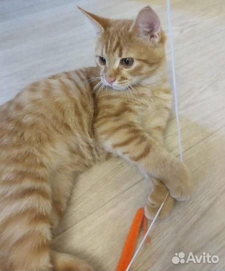 Рыжий котенок мальчик