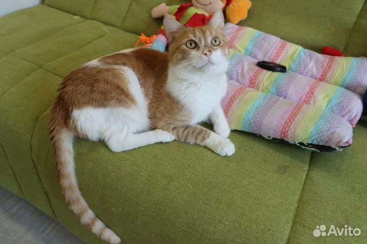 Кастрированный молодой котик в добрые руки