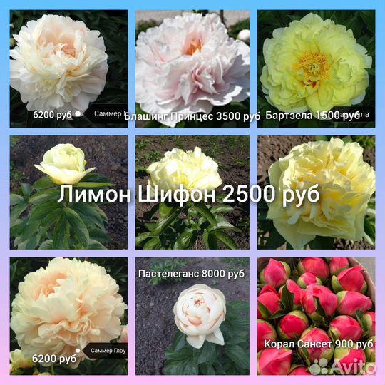 Корни пиона