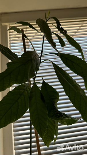 Авокадо растение