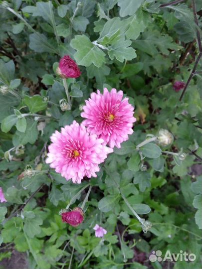 Хризантема