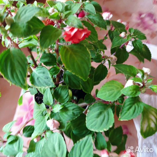 Бальзамин махровый