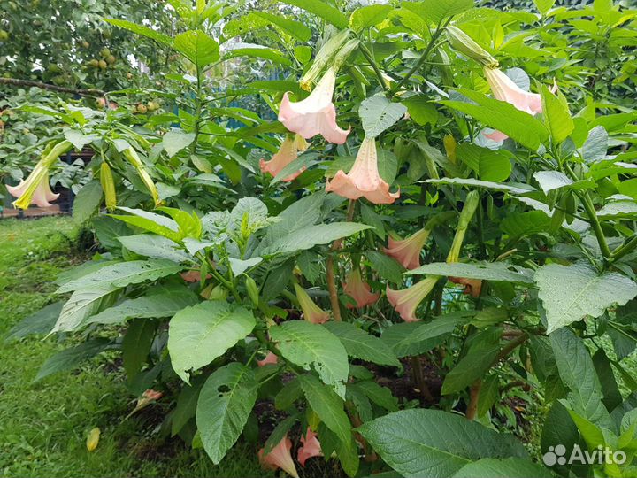 Бругмансия, черенки на срез