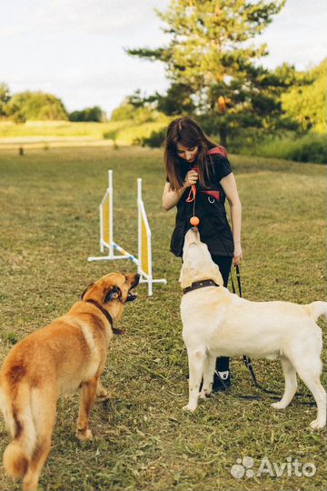 Услуги кинолога