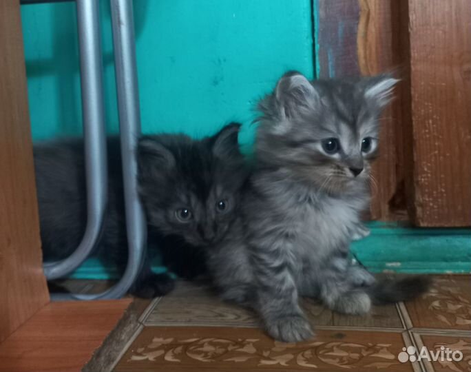 Котята в добрые руки даром