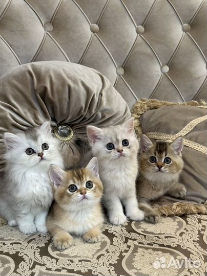 Котята (серебристая шиншилла)
