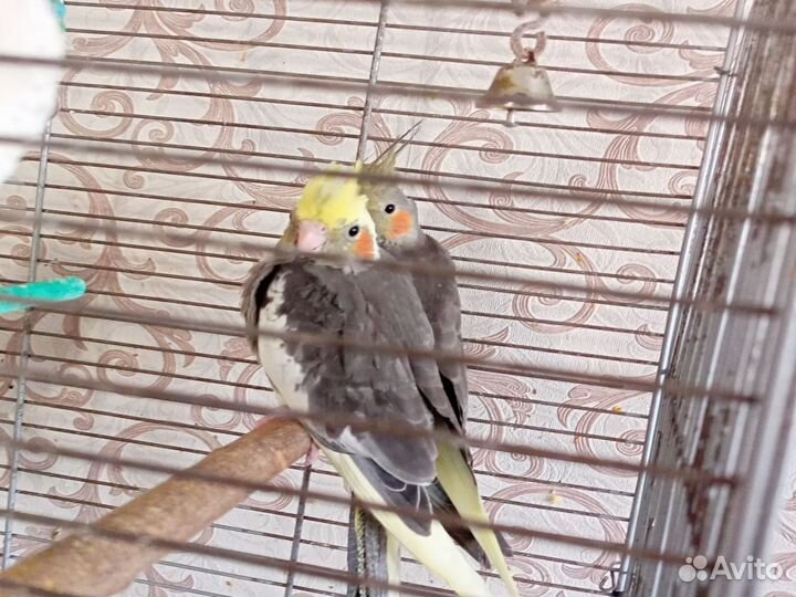 Попугай корелла птенцы