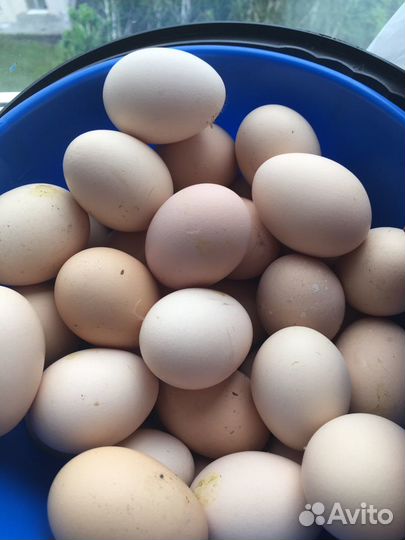 Домашние куриные яйца
