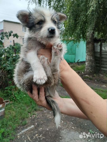 Щенок мальчик в добрые руки