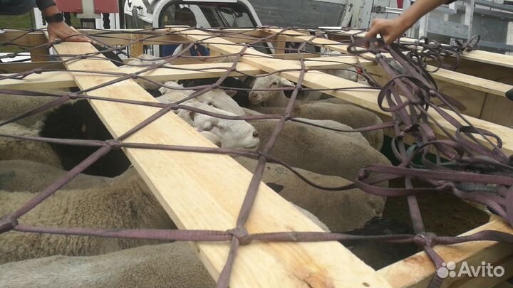 Племенные козы и овцы оптом из Европы