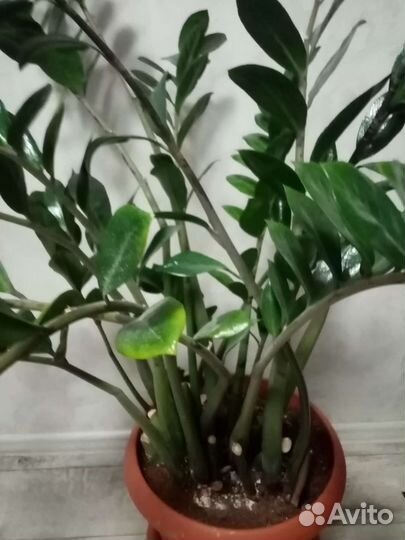 Цветок Замиокулькас.остался 1шт