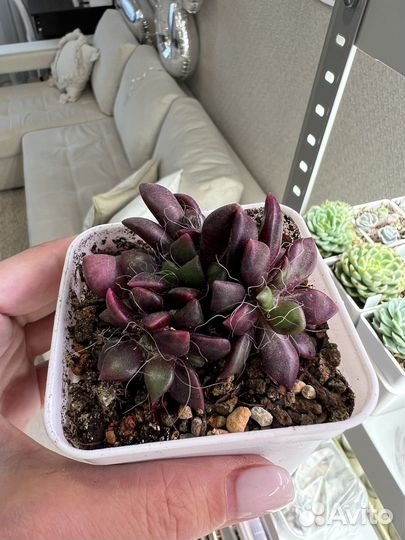 Флорариум суккуленты