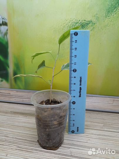 Фикус Бенджамина пестролистный