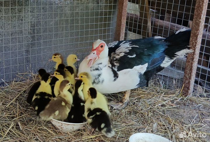 Утята индоутки (мускусной утки)