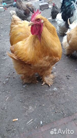 Куры петухи брама, Леггорн,Кохинхин