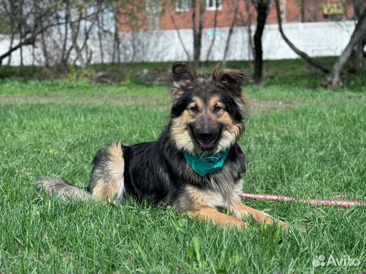 Красивая ласковая собака была домашней бесплатно