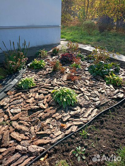 Кора сосновая