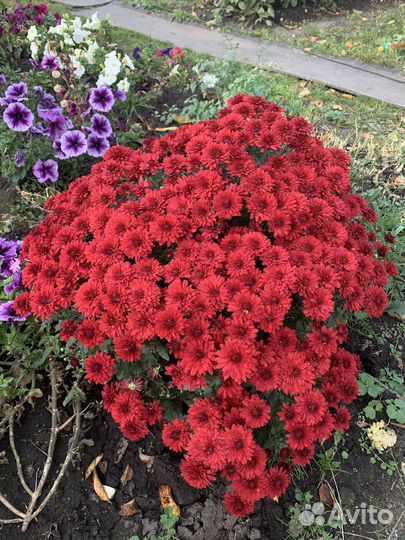 Хризантема мультифлора