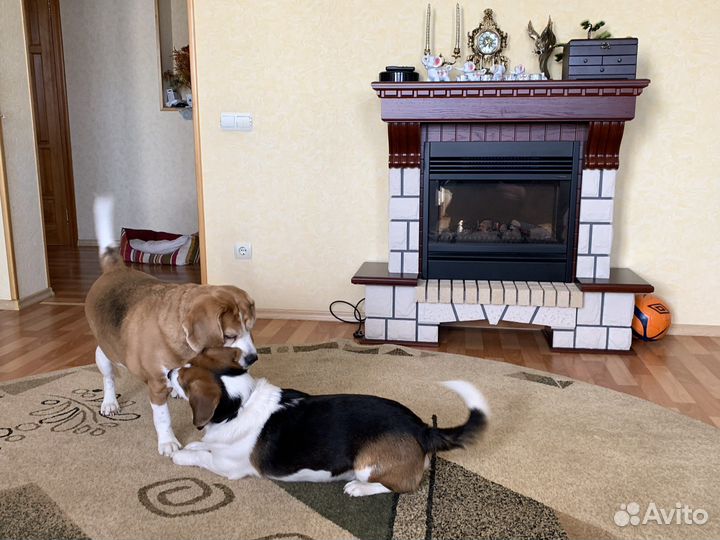 Передержка животных