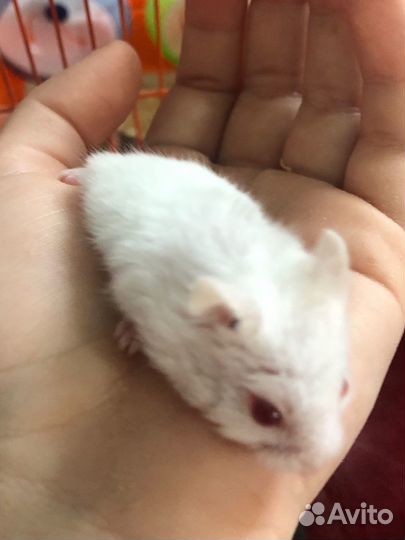 Джунгарские хомячки