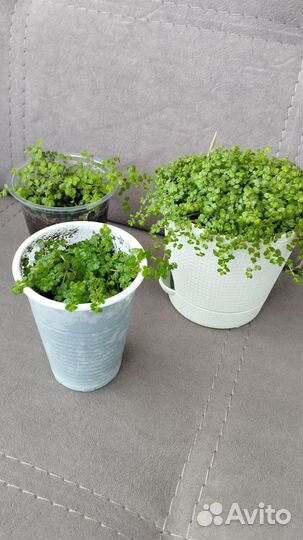 Гелксина (солейролия)