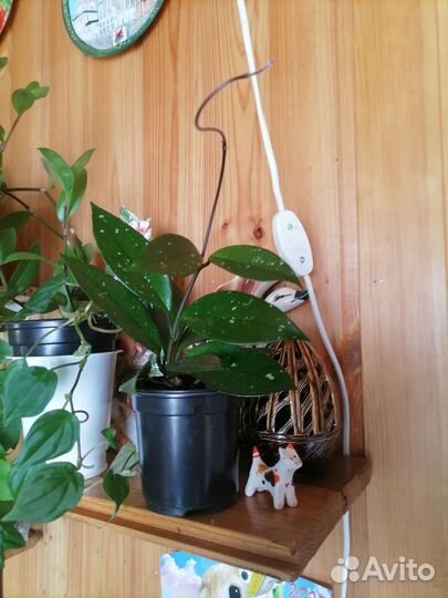 Хойя карноза