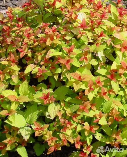 Саженцы спиреи