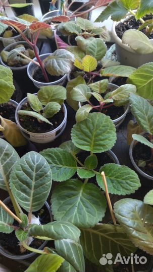 Глоксиния махровая