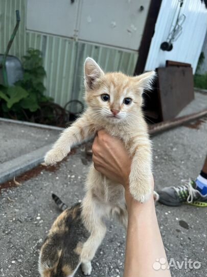 Котята бесплатно