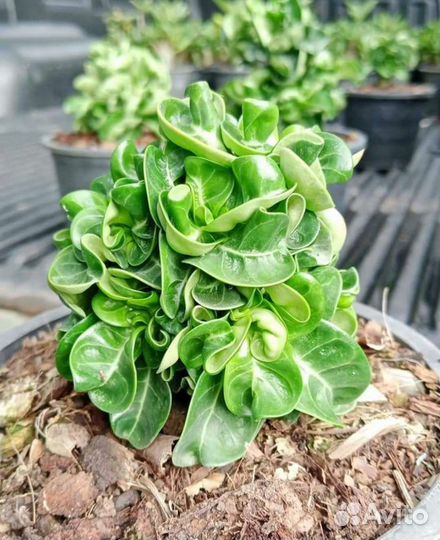 DHA Saranya семена адениума