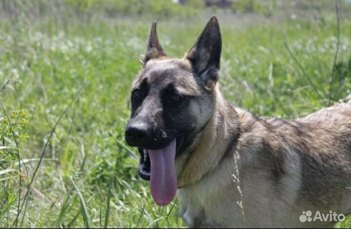 Метис овчарки