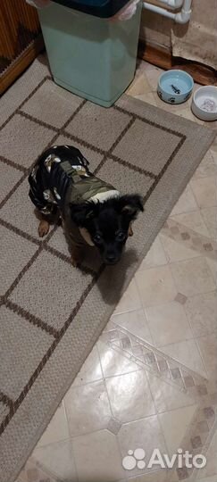 Комбинезон для маленькой собаки