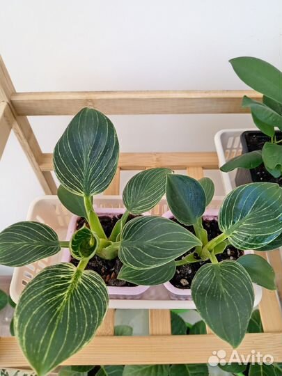 Филодендрон Биркин