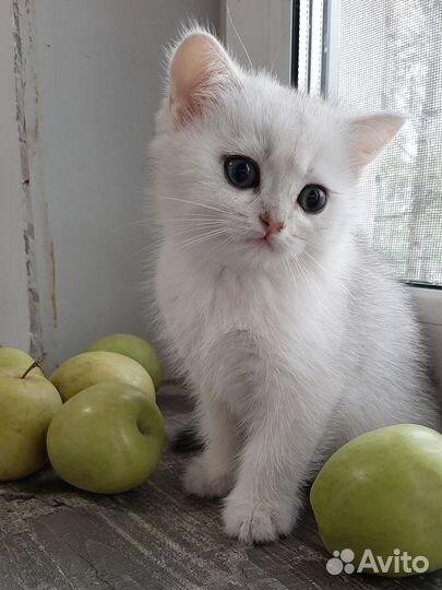 Шотландская вислоухая кошка золото