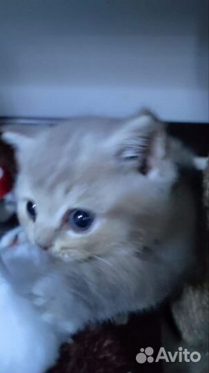 Котята в добрые руки британцы