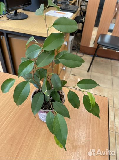 Фикус Бенджамина Даниэль