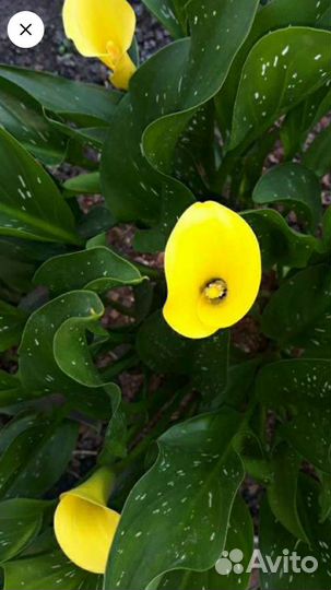 Цветы каллы