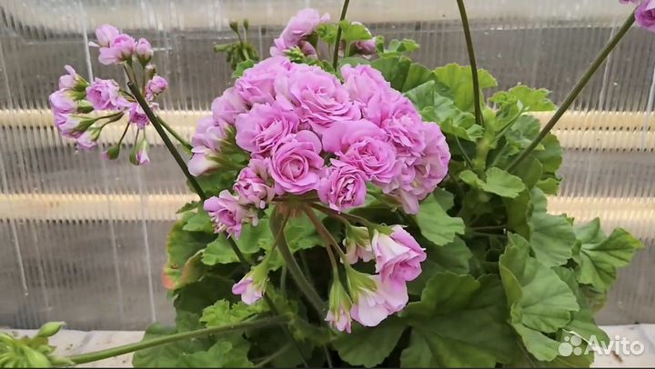 Пеларгония Ю-Марлезон 2