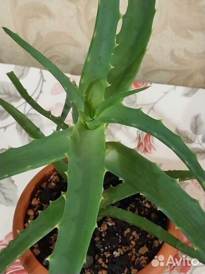 Крассула толстянка денежное дерево,алоэ столетник