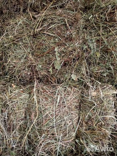 Продам сено