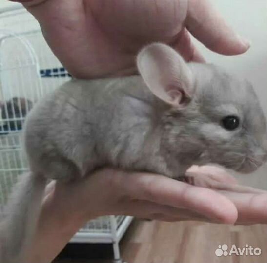 Малыши шинншилы