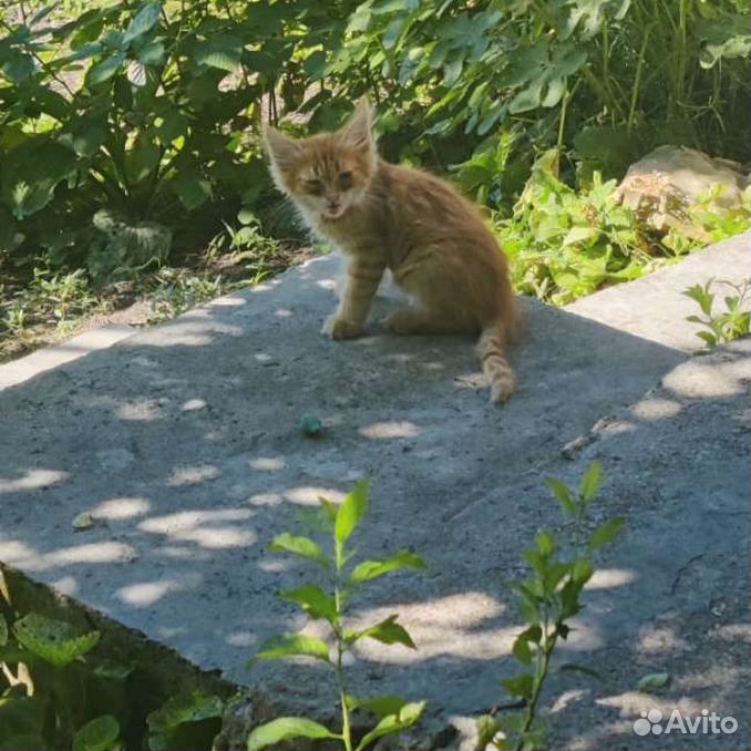 Котёнок, кошечка, рыжее солнце