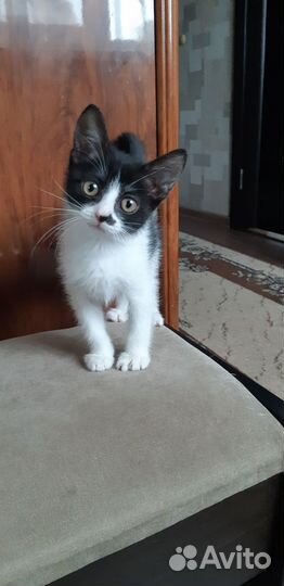 Кошка в дар бесплатно