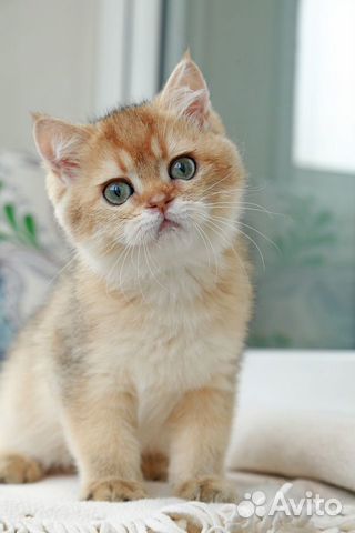 Британские котята золотого окраса объявление продам