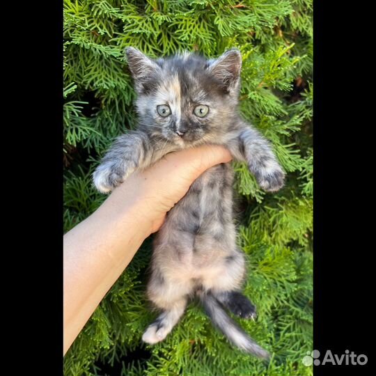 Котенок - девочка